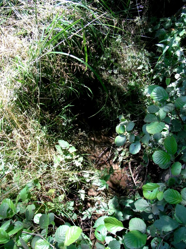 Erlenbach nass von Sickerquellen R0016248