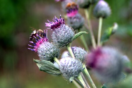 Meadow summer plant photo