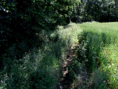 Erlengraben südwärts am Waldrand auf R0016021