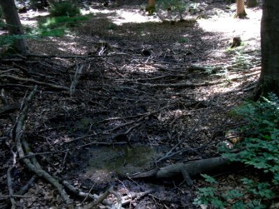 Erlengraben Quellmulde ober Weg R0016130