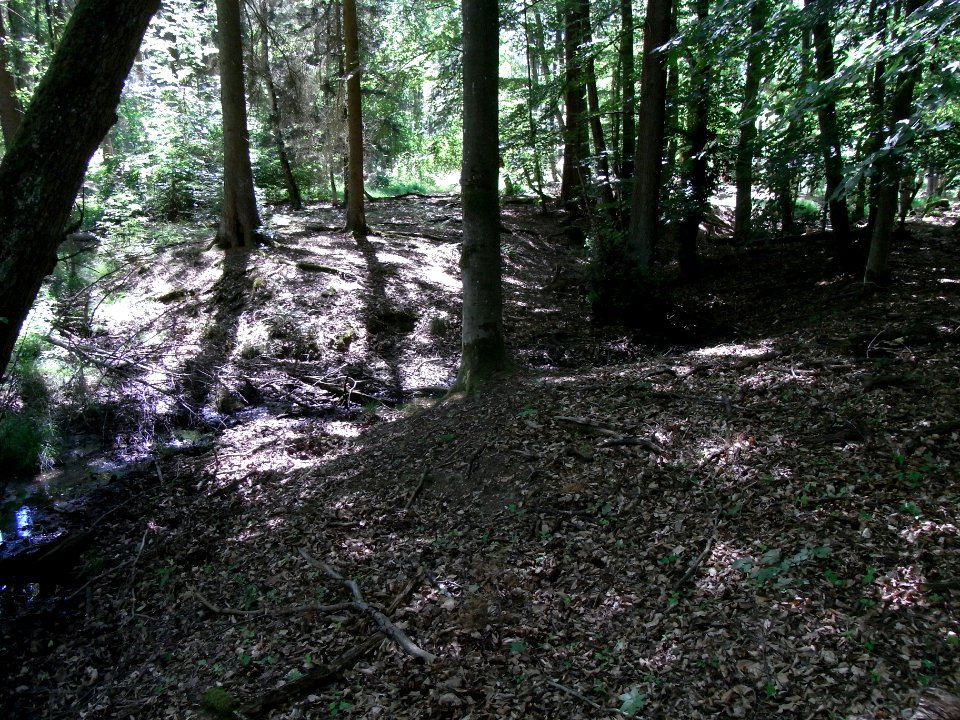 Erlengraben nordwärts im Bruchwald Zufluss R0016042