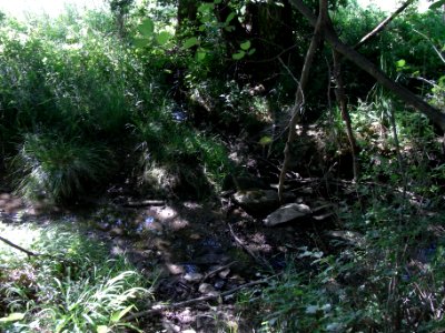 Erlengraben Erlenbach mündet R0015961