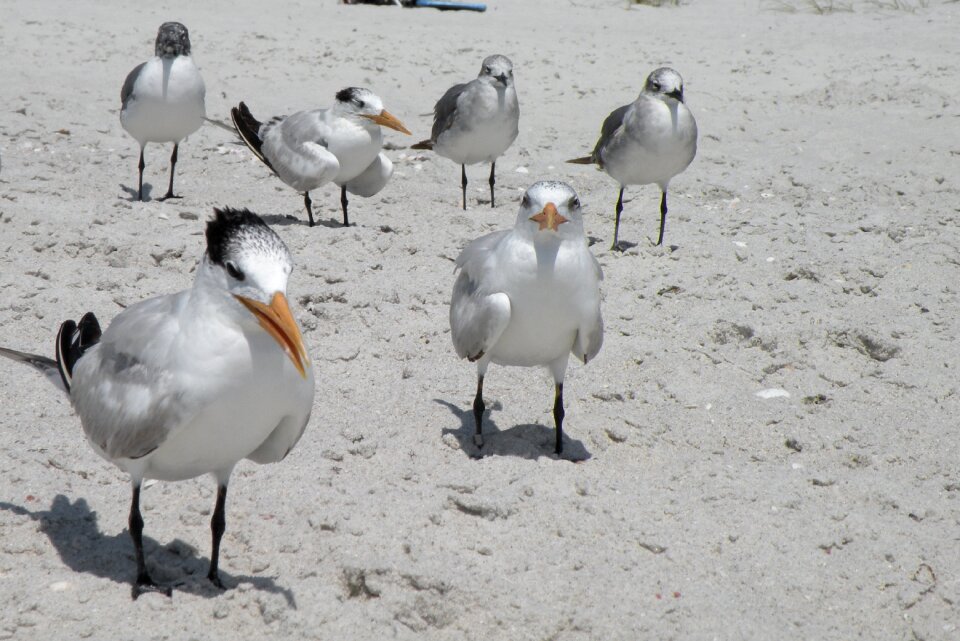 Birds beach sand photo