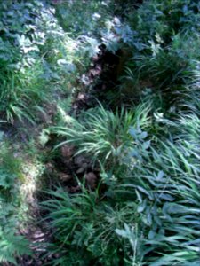 Erlengraben befestigt an Waldwiese R0016074