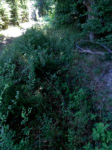 Erlenbach Graben am Weg R0016214