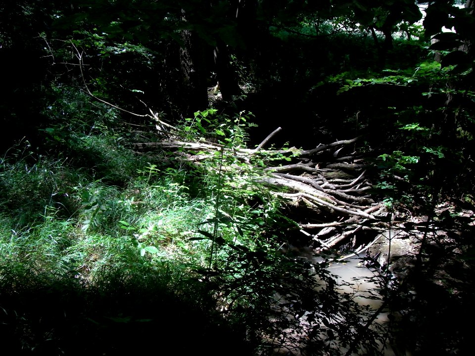 Erlengraben Damm nahe NABU-Schutzgebiet R0016018