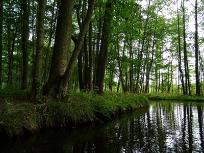 Landscape tree bach photo