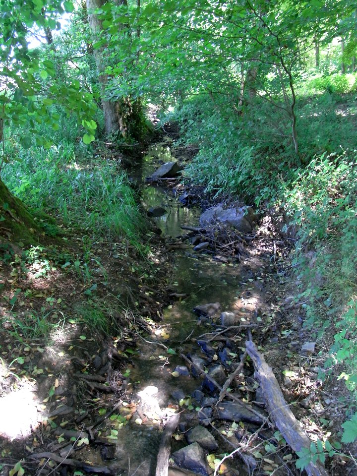 Erlengraben ober NABU-Schutzgebiet R0016016