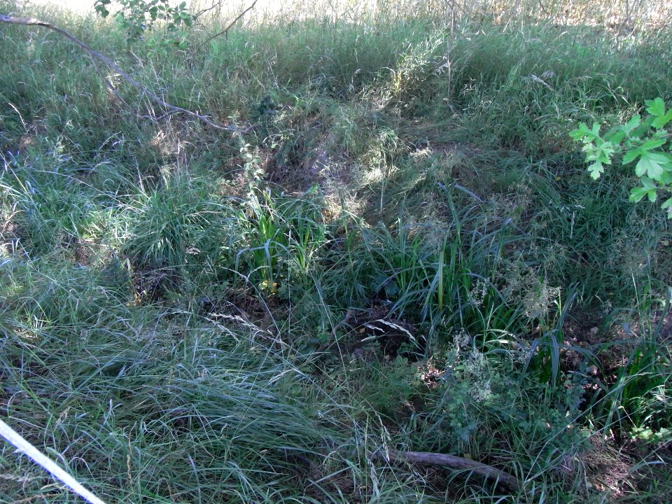Erlenbach Binsen am Anfang R0016239