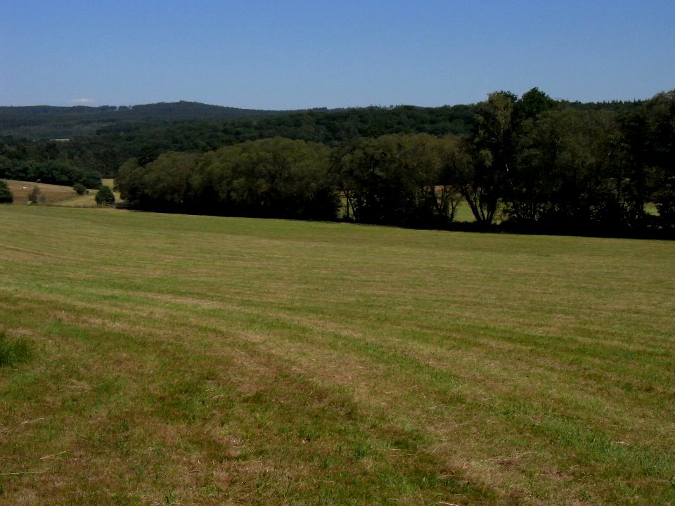 Erlenbach ober Hof Weißer Stein R0016255