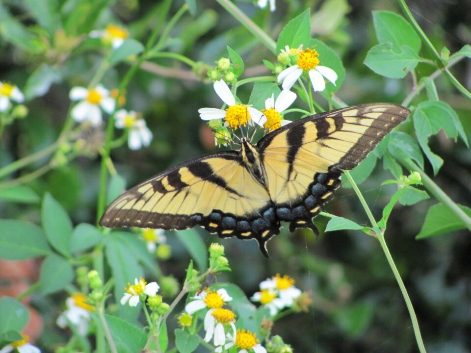 Wild stripes fly
