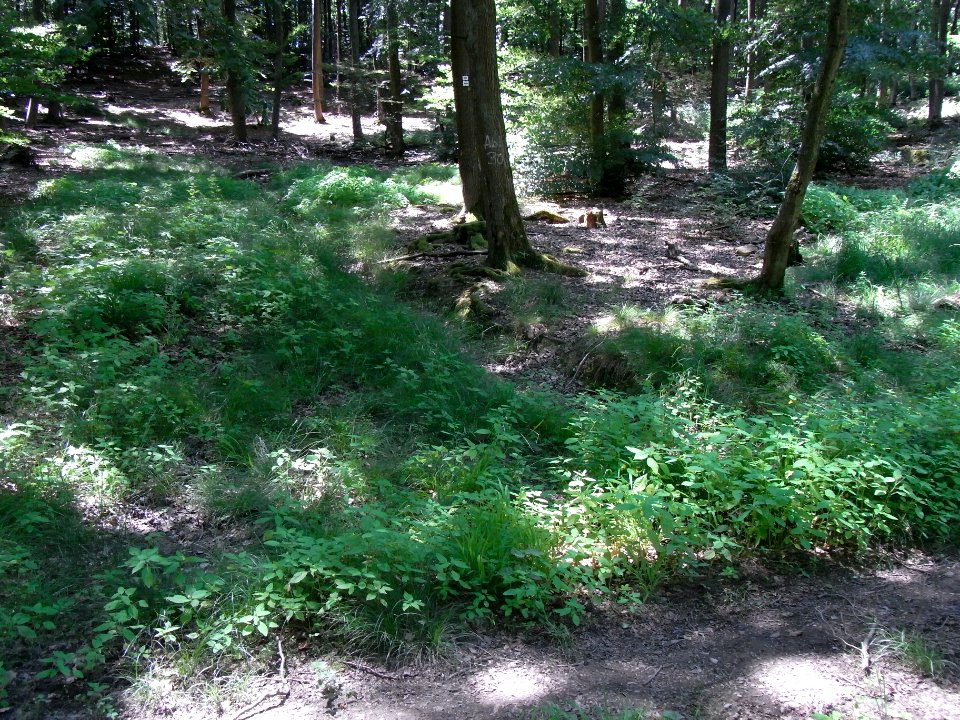 Erlengraben am Weg von Quellmulde R0016127