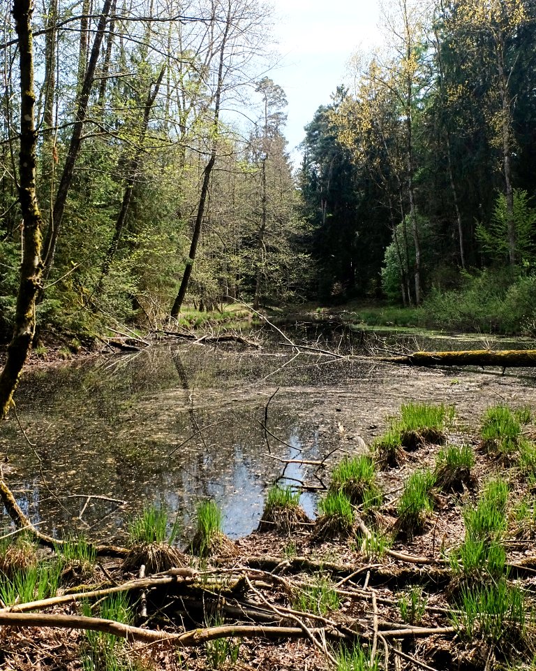 Erlenbruchwald oestl Holzweber