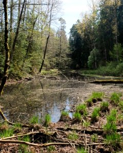 Erlenbruchwald oestl Holzweber