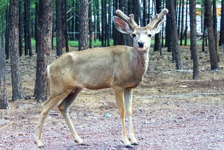 Antlers expensive natural
