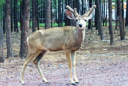 Antlers expensive natural photo