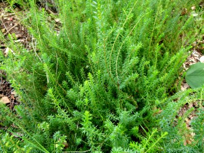 Erica x darleyensis
