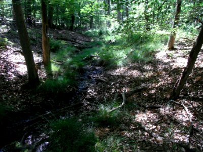 Erlengraben nordwärts im Bruchwald Runse R0016044