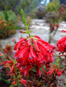 Erica cruenta - UC Santa Cruz Arboretum - DSC07306