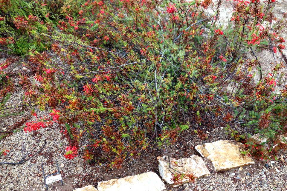 Erica cruenta - UC Santa Cruz Arboretum - DSC07305