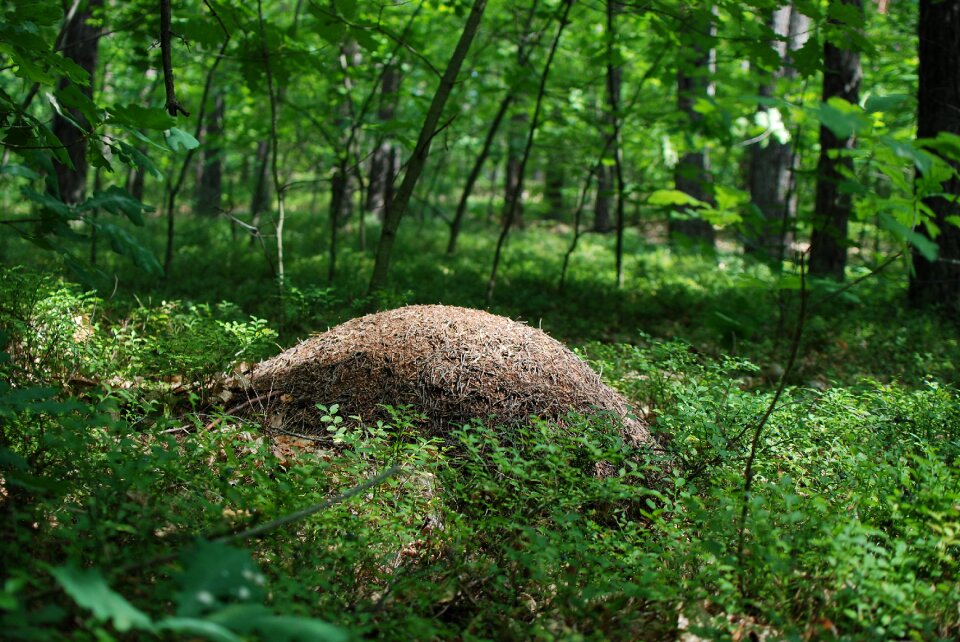 Ants forest nature