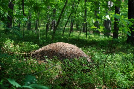 Ants forest nature
