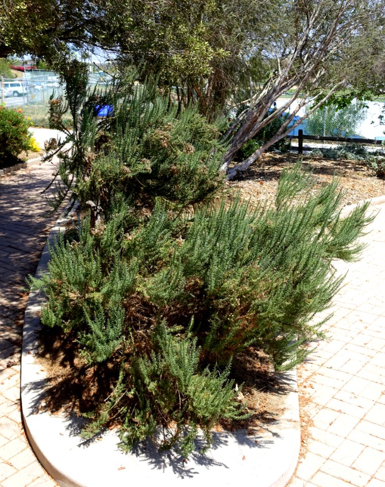 Ericameria ericoides - Manhattan Beach Botanical Garden - Manhattan Beach, CA - DSC01285