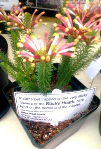 Erica fascicularis - Sticky Heath - South Africa