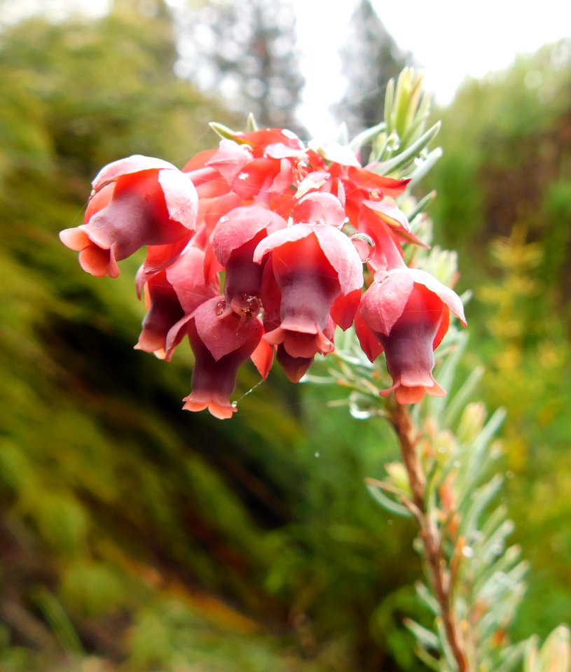 Erica glauca var. glauca