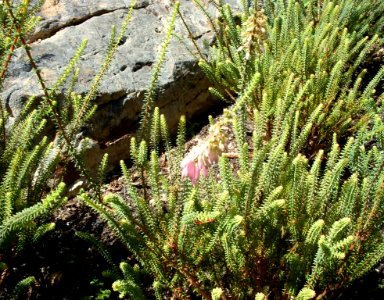 Erica baueri gouriquae - Gouriqua Heath