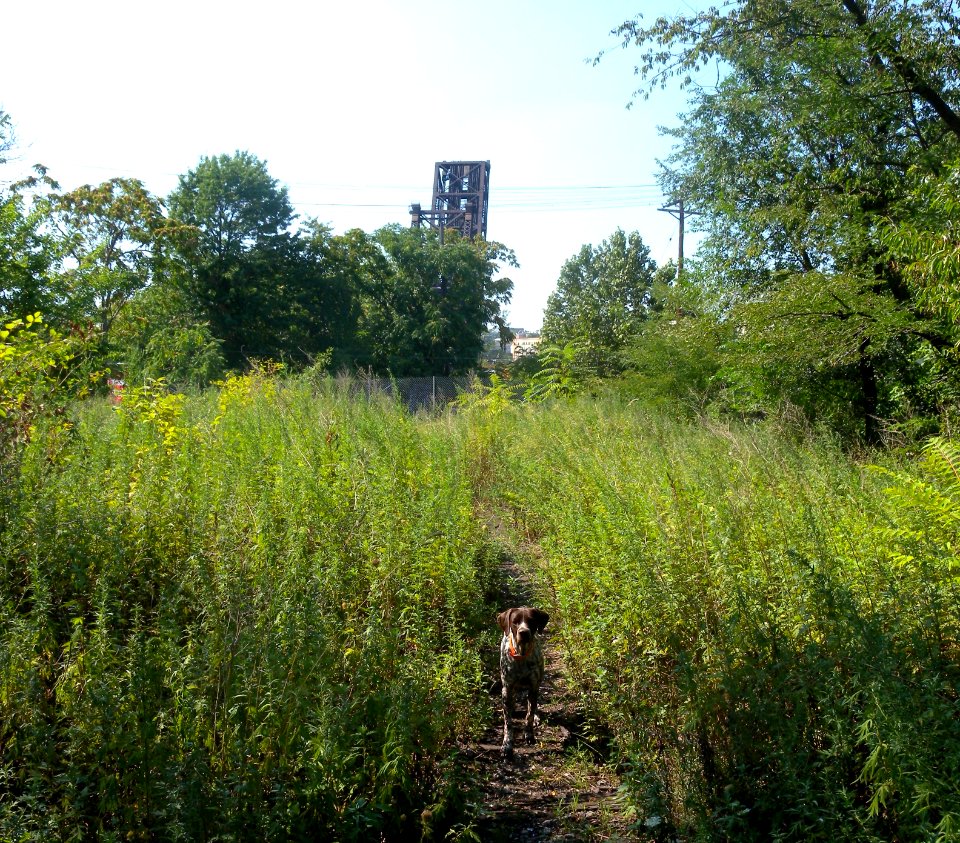 Erie-Lackawanna embankment dog Passaic Av jeh