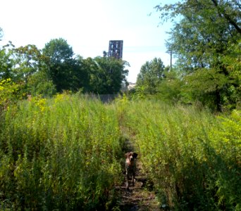 Erie-Lackawanna embankment dog Passaic Av jeh
