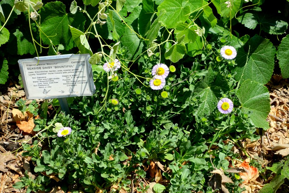 Erigeron glaucus 'Bountiful' - Manhattan Beach Botanical Garden - Manhattan Beach, CA - DSC01208