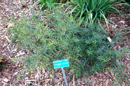 Eremophila maculata - San Luis Obispo Botanical Garden - DSC06118