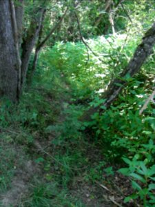 Erlenbach Beginn R0016205