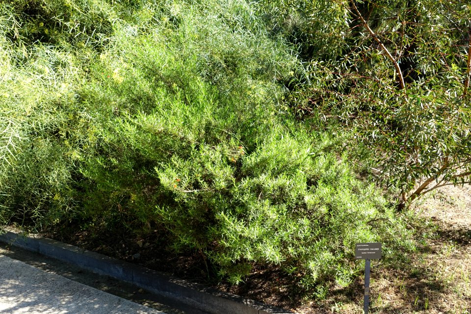 Eremophila maculata - Jardín Botánico de Barcelona - Barcelona, Spain - DSC08981