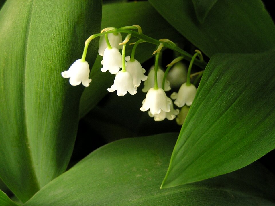 White green lily-of-the-valley