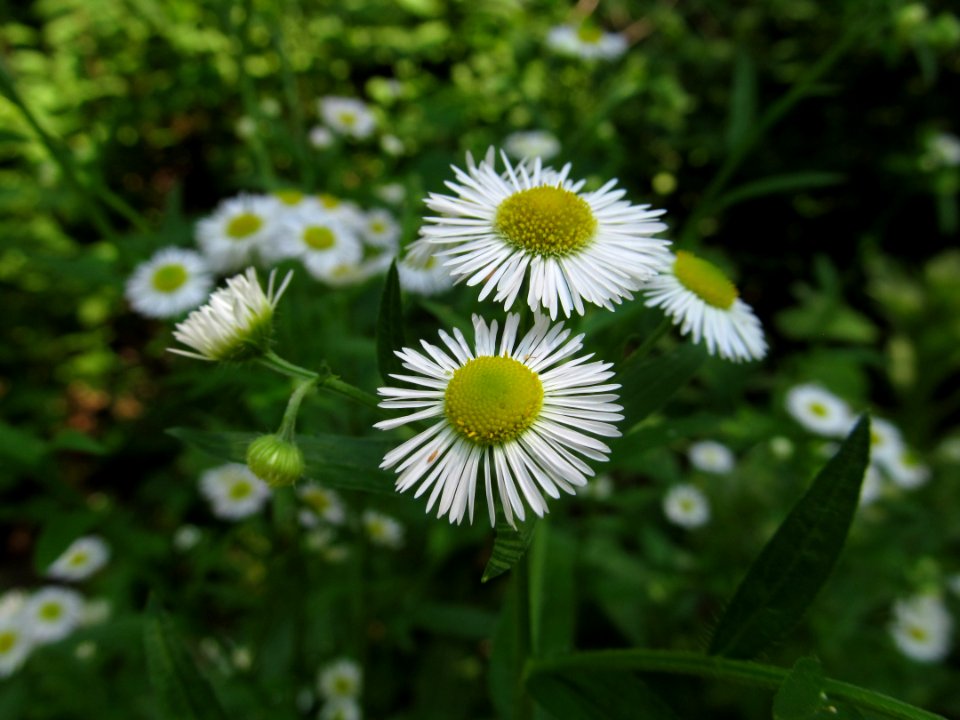 Erigeron annuus, 2021-06-13, Seldom Seen, 02