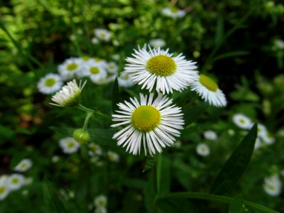 Erigeron annuus, 2021-06-13, Seldom Seen, 02