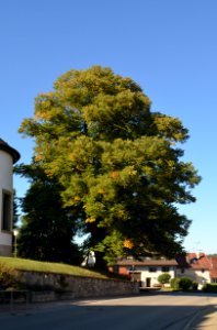 Erlaheim, Linde an der Kirche