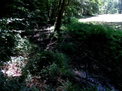 Erlengraben südwärts an Waldwiese R0016029