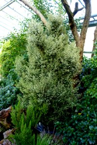 Erica canaliculata - Wilhelma Zoo - Stuttgart, Germany - DSC01848