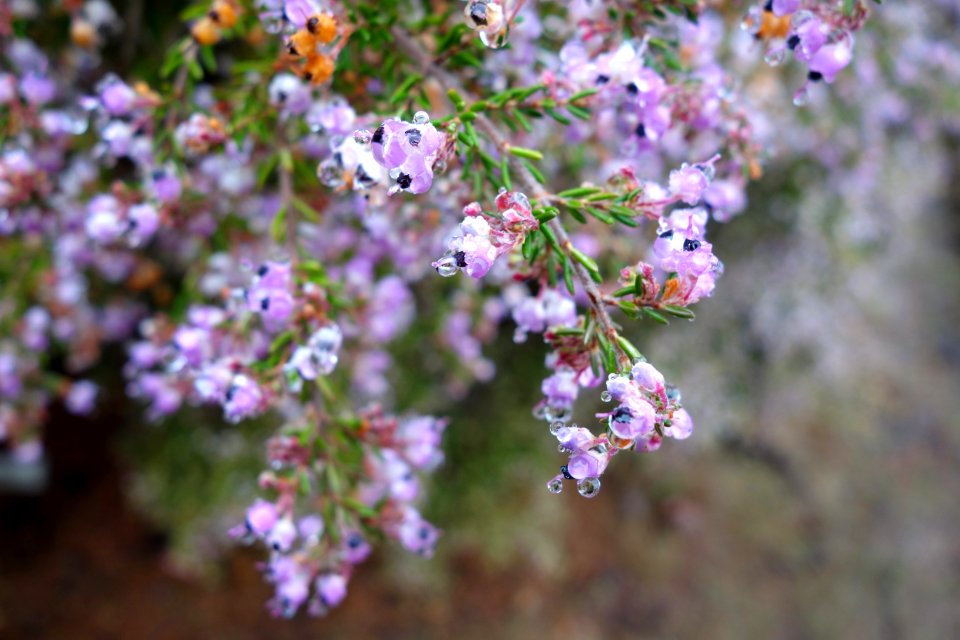 Erica canaliculata - UC Santa Cruz Arboretum - DSC07304