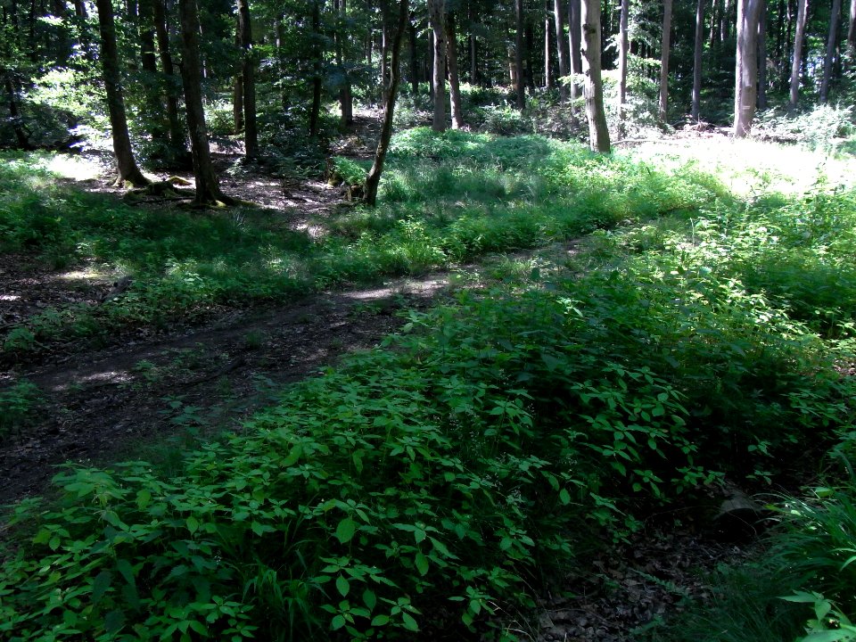 Erlengraben Graben von Quellmulde Durchlass Weg R0016134