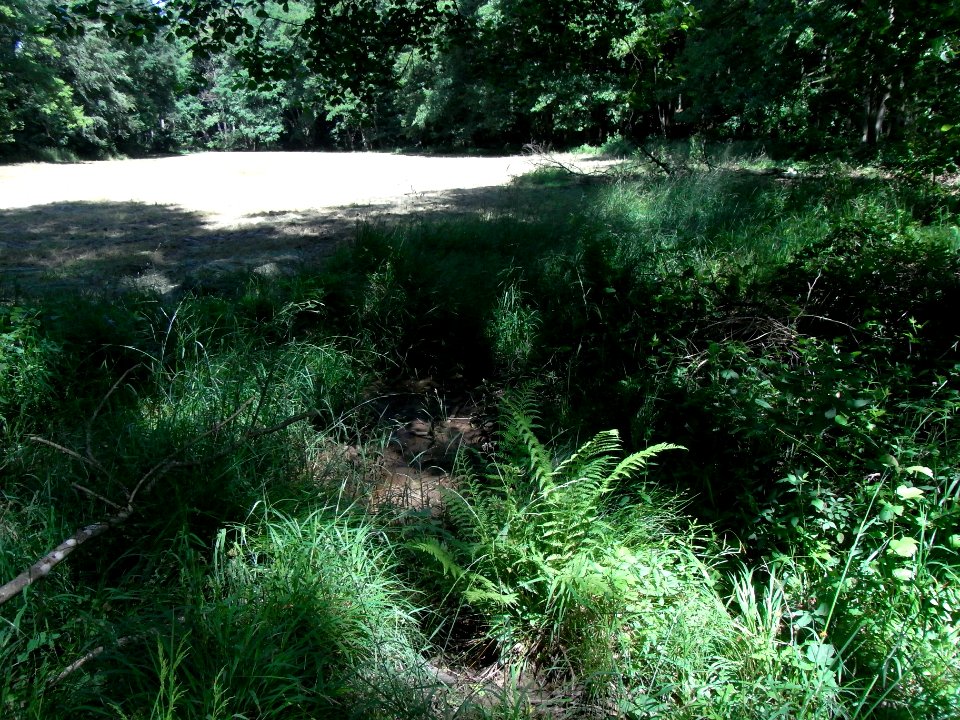 Erlengraben südwärts auf Waldwiese R0016033