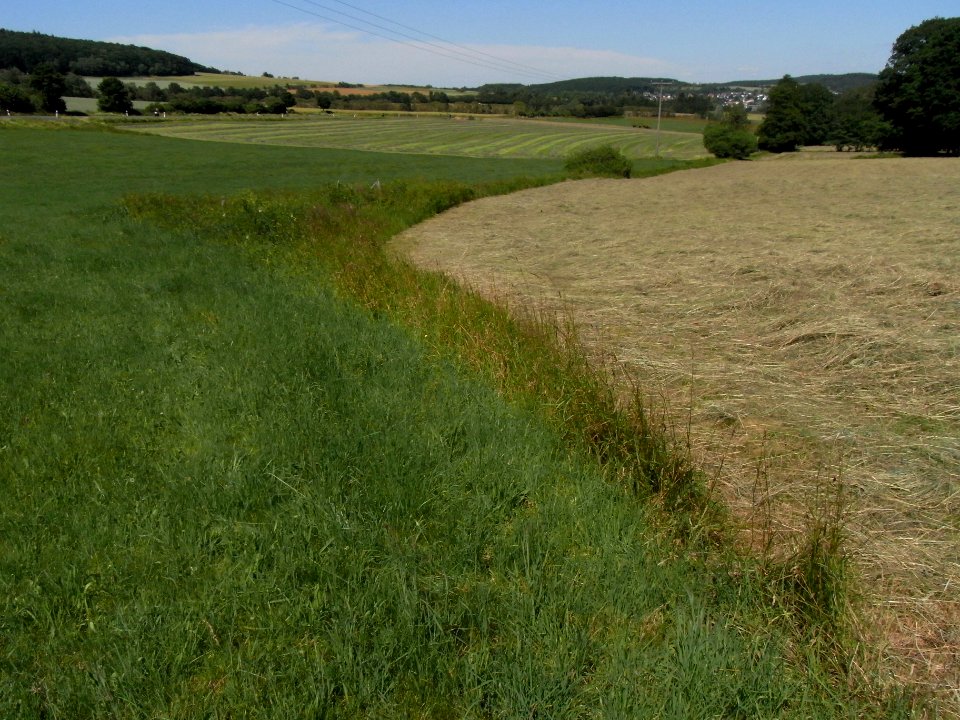 Erlengraben beginnt in Wiese R0016095