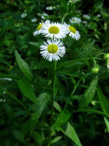 Erigeron annuus, 2021-06-13, Seldom Seen, 01