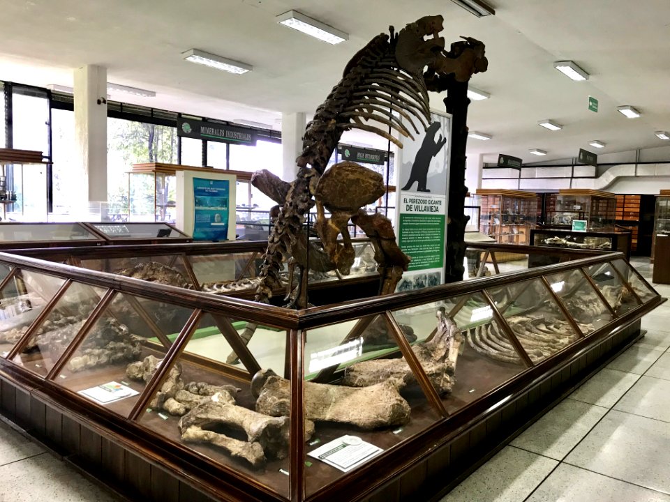 Eremotherium Laurillardi