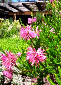 Erica verticillata flowers - Kirstenbosch 7