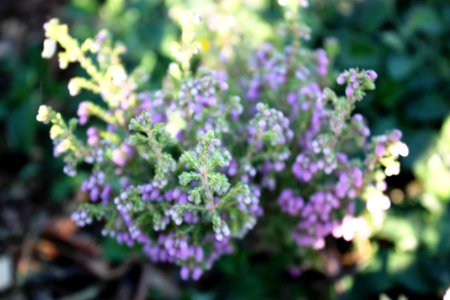 Erica hirtiflora - cape town 4